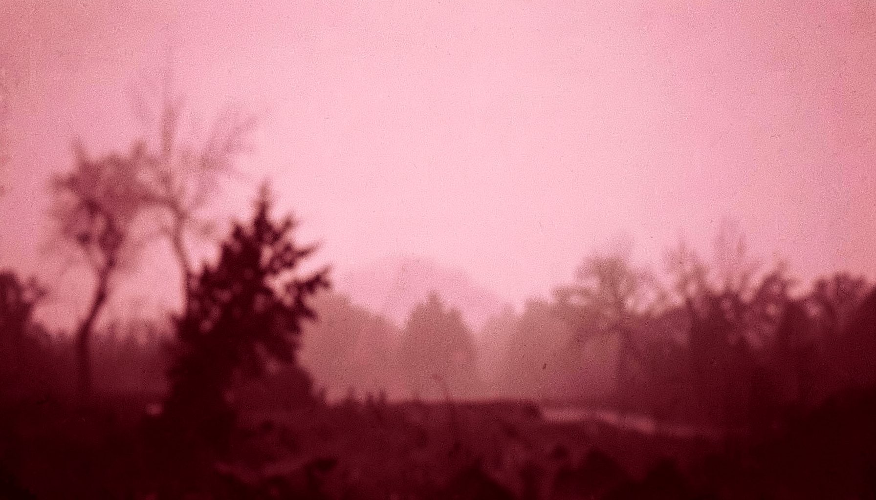 A hazy landscape with blurred trees and a soft pinkish sky, dreamlike and unsettling atmosphere